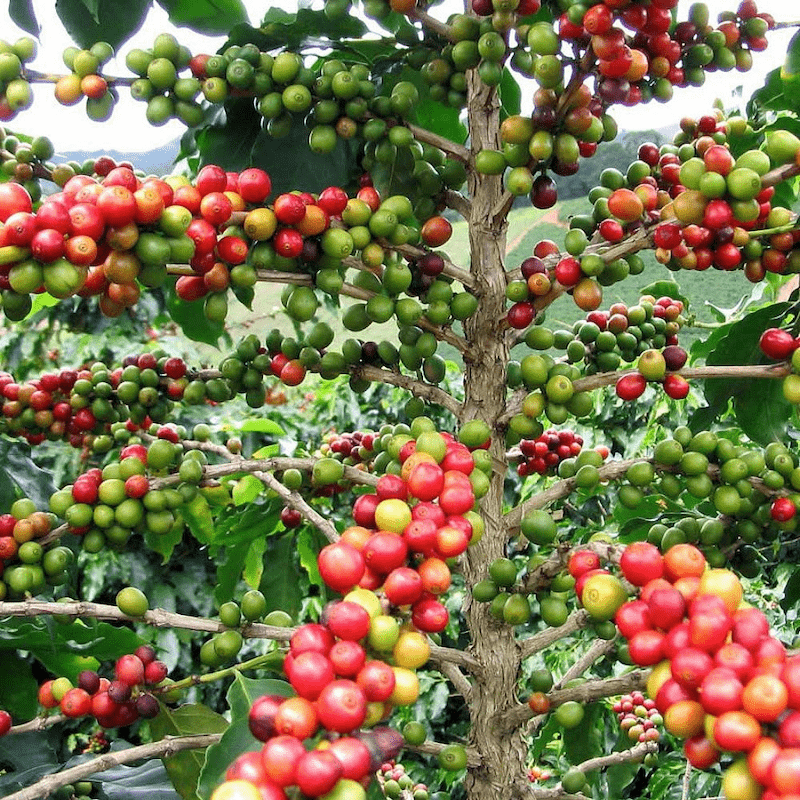 How is Coffee Grown: A Journey from Seed to Cup - Coffed